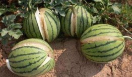 南充网红吃瓜事件真相